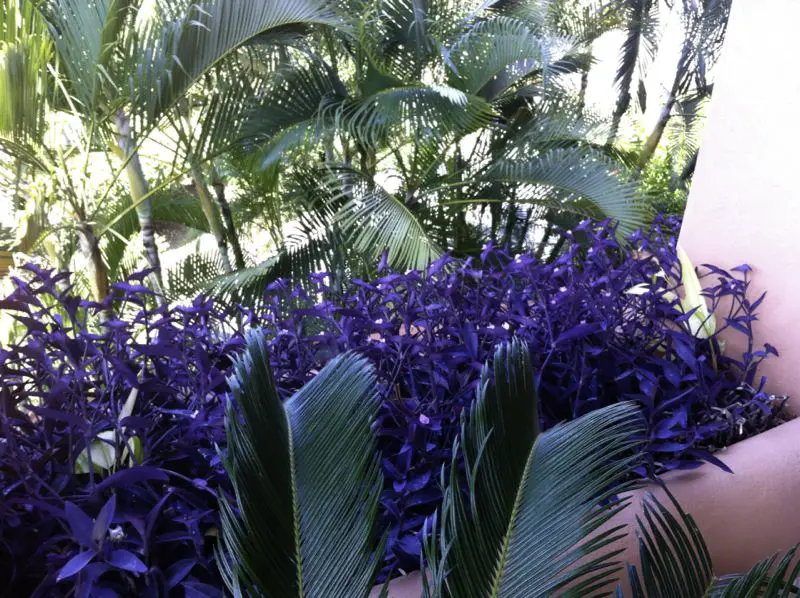 Tropical gardens - click to enlarge Playa La Ropa
