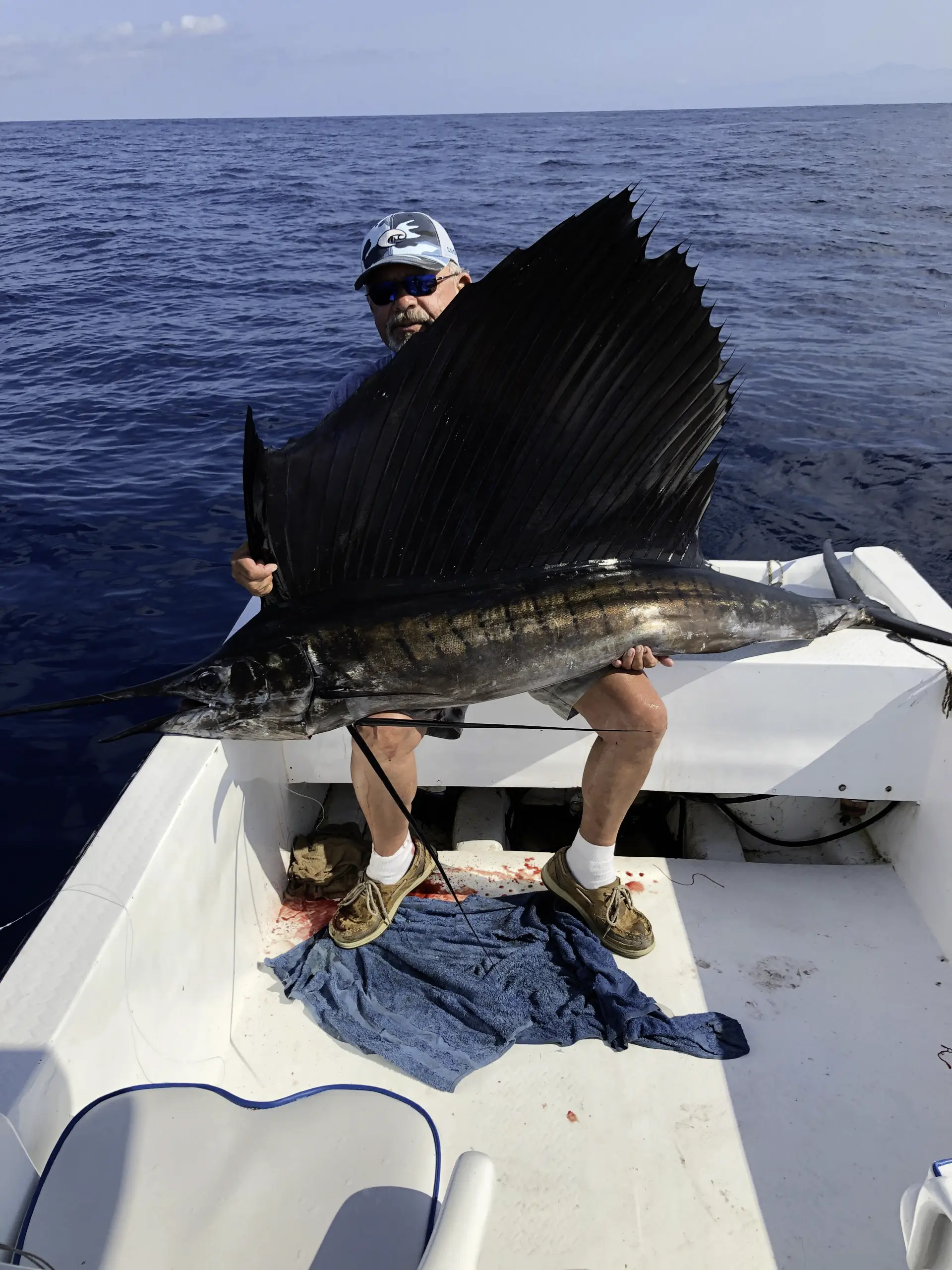 Sailfish - click to enlarge Day of the Dead